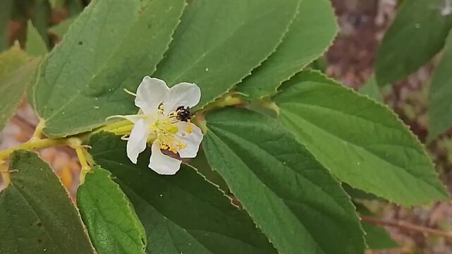 A stingless bee pollinating a Jamaican cherry flower.
