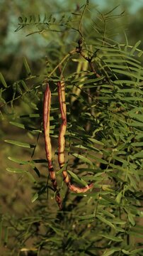 Beans on a mesquite tree closeup while the wind blows, a legume plant in a Texas natural landscape