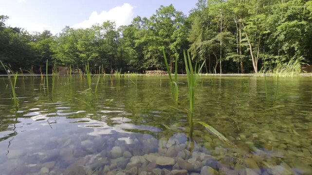 lake in the forest podkowa leśna
