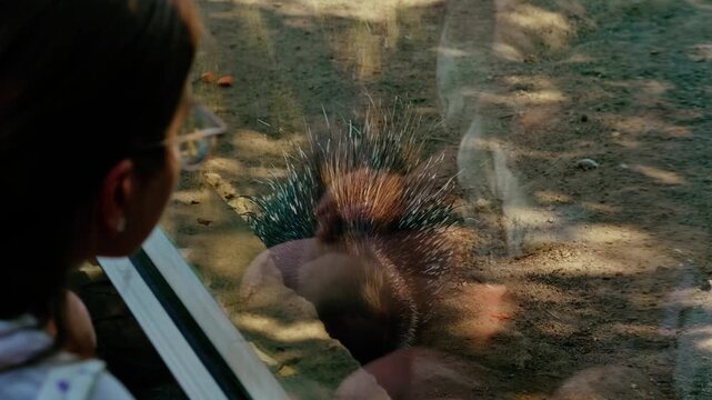 Crested porcupine resting on the ground in a zoo aviary showing sharp defensive quills and spines.