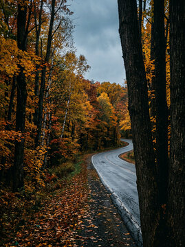 Winding paved road framed by dark trunks in an autumn forest in soft daylight