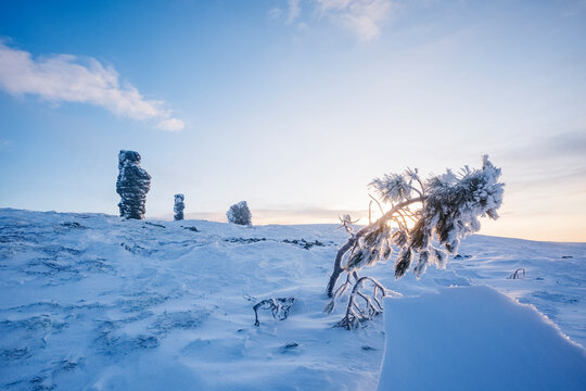 Tree on Northern Ural mountains, Russia
