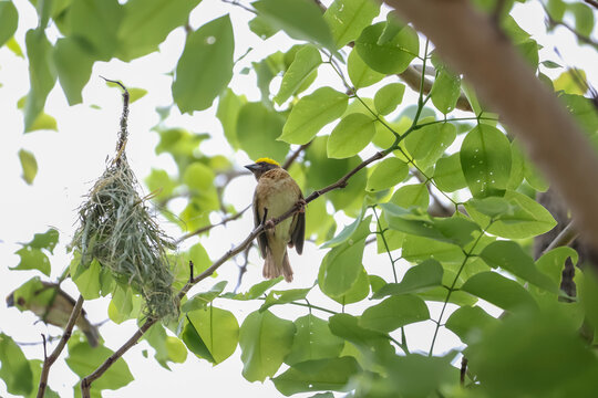 Baya Weaver Bird Perched Near Hanging Nest on Green Tree Branch