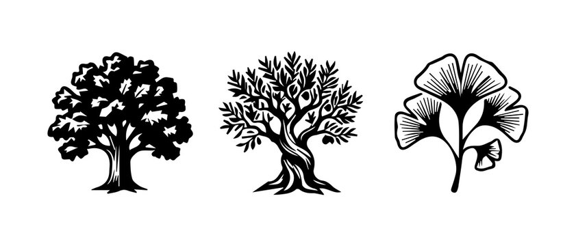 black and white illustrations of trees and a ginkgo leaf