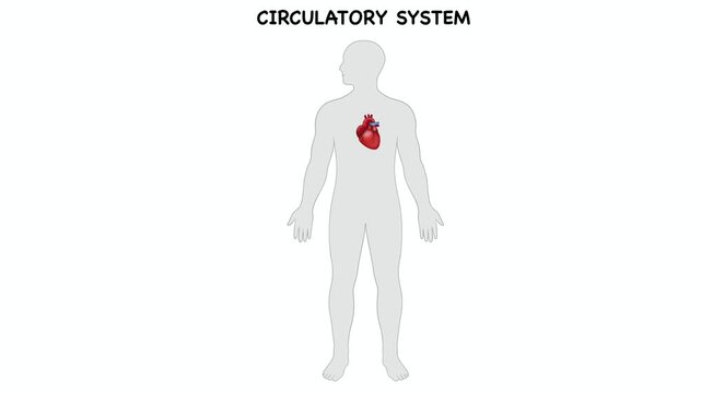 Animation of Academic anatomy diagram illustrating human circulatory system organs. Visualizing cardiovascular physiology including heart, lungs, artery, vein, and capillaries networks