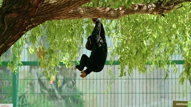 Decorative toy chimpanzee figure hanging by one arm from a lush green tree branch near a zoo enclosure.