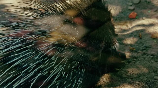 Crested porcupine resting on the ground in a zoo aviary showing sharp defensive quills and spines.