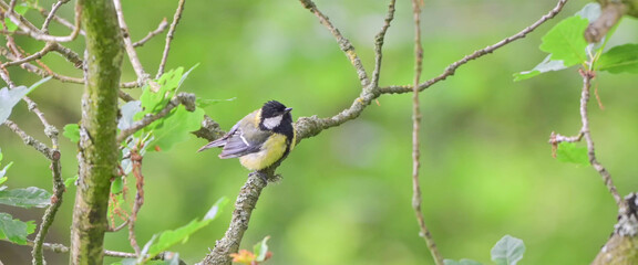 Great Tit perched on woodland branch, green spring foliage © Banu