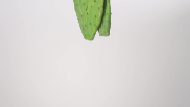 Prickly pear cactus pads falling and bouncing in slow motion against a clean white background, showcasing dynamic movement and natural texture.