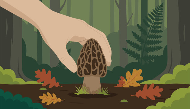 Hand picks a morel mushroom from the damp earth in a forest surrounded by green ferns and woodland foliage plants.