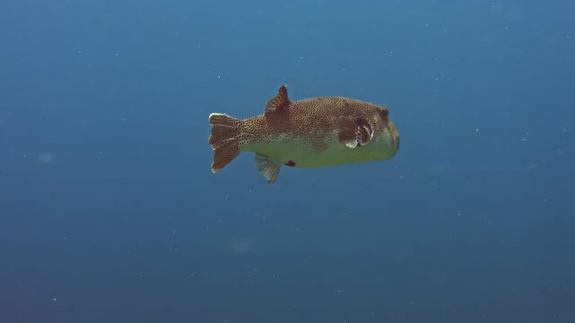 Map pufferfish swimming through deep blue open ocean water in cinematic underwater footage.
