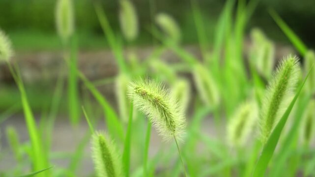 Close Foxtail Grass Swaying in Lush Green Nature