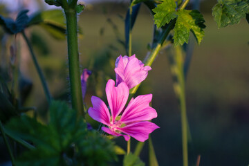 A vibrant pink common mallow flower with five petals blooms in the center, surrounded by green stems and leaves in soft evening light. This is a close-up botanical shot, highlighting the petal texture © Олег Струс