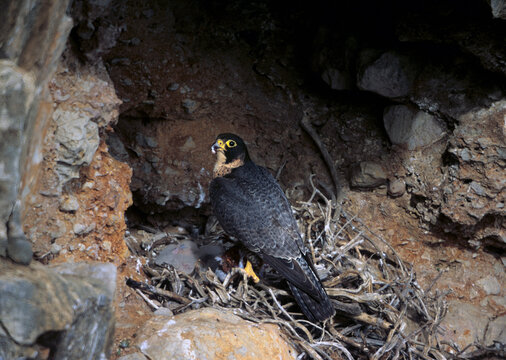 Pilgrim Falcon, Peregrine falcon nesting in headwall Falco Pellegrino (Falco peregrinus) Alghero (SS), sardegna. Italia