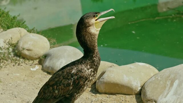 Close-up of a great cormorant standing by a green pond with an open hooked beak in sunny daylight.