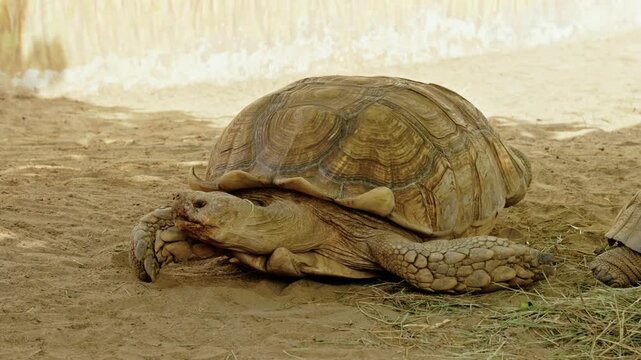 A large African spurred tortoise (Sulcata) resting peacefully on sandy ground in a zoo enclosure.