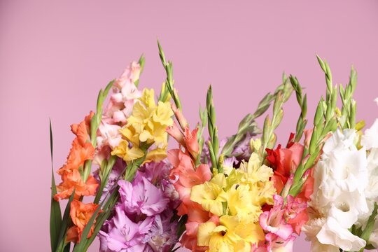 Beautiful gladiolus flowers on pink background, closeup