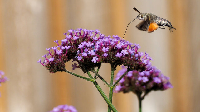 Hummingbird hawk-moth hovering over purple verbena flowers while feeding with its long proboscis.