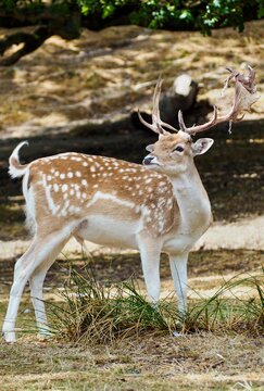 Spotted fallow deer standing in a woodland clearing with large antlers and a natural forest background.