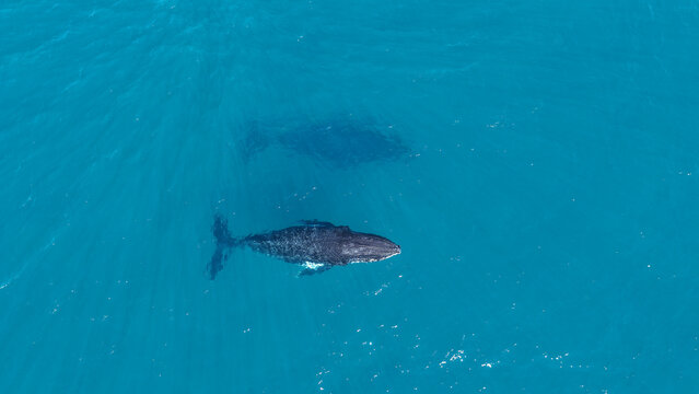 Aerial view of humpback whales swimming in the clear blue ocean waters off the coast of Noosa National Park, Noosa Heads, Queensland, Australia.
