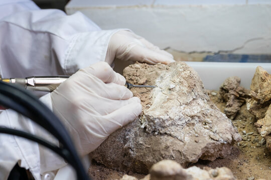 Close-up of a paleontologist removing rock matrix from a fossil using a pneumatic scribe