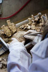 Close-up of a paleontologist removing rock matrix from a fossil using a pneumatic scribe © MatiasLeonel