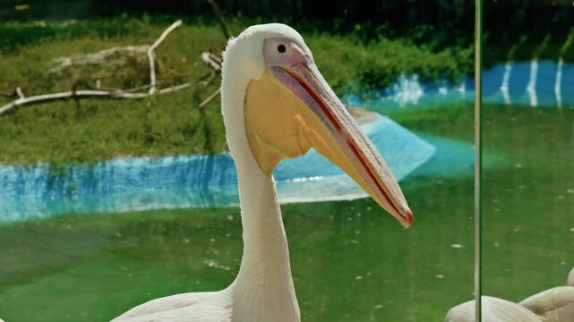 Close-up of great white pelicans with large yellow beaks resting in a zoo aviary behind protective glass.