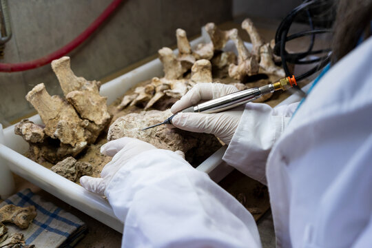 Close-up of a paleontologist removing rock matrix from a fossil using a pneumatic scribe