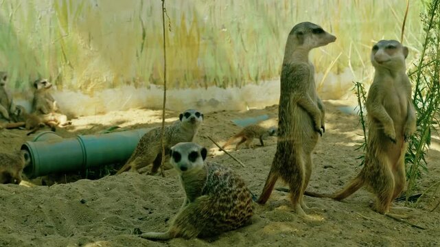 A mob of active meerkats on sandy ground with an alert sentry standing upright on hind legs on watch in a zoo enclosure.
