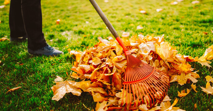 Volunteer rakes colorful leaves into a pile in a sunny park. Leaf raking. A brightly colored rake collects autumn leaves in a green meadow. Concept of volunteering and cleanup.
