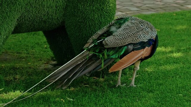 Beautiful male Indian peafowl with bright colorful feathers walking on a green lawn in a park on a sunny day.