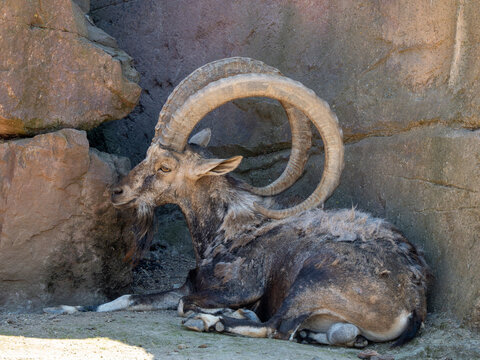Steinbock
