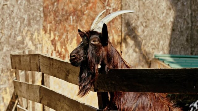 A detailed close-up of a handsome, mature domestic buck (he-goat) with large, curved horns and a long beard, peering over a weathered wooden fence in a sunlit farm pen or zoo enclosure.