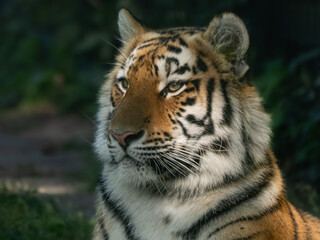Obraz premium Tiger