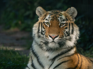 Fototapeta premium Tiger