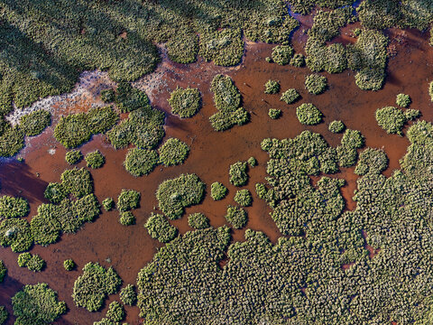 Aerial view of green vegetation patches scattered across dark wetland waters in Woongoolba, Queensland, Australia.
