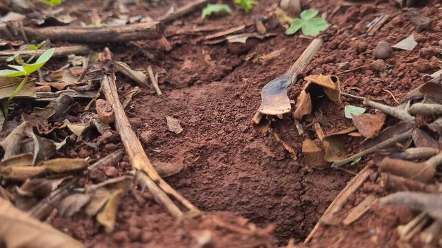 Busy Leafcutter Ants Carrying Leaf Pieces of Different Sizes