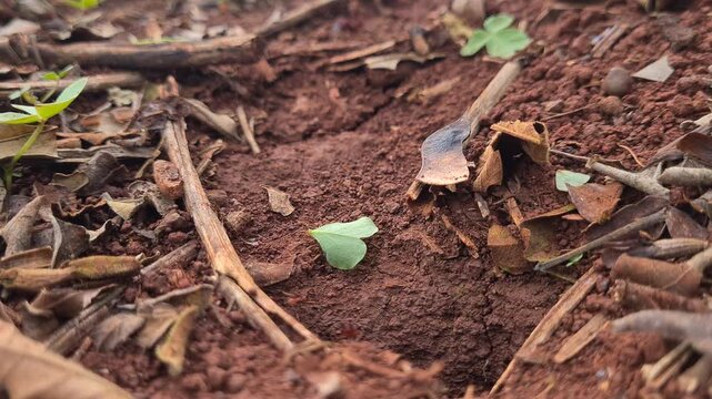 Leafcutter Ants Transporting Fresh Leaves Into a Nest in Paraguay