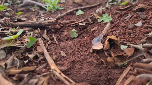 South American Leafcutter Ants Working Together to Carry Leaves