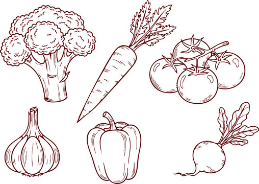 Set of fresh vegetables including broccoli, carrot, tomatoes, garlic, bell pepper and radish