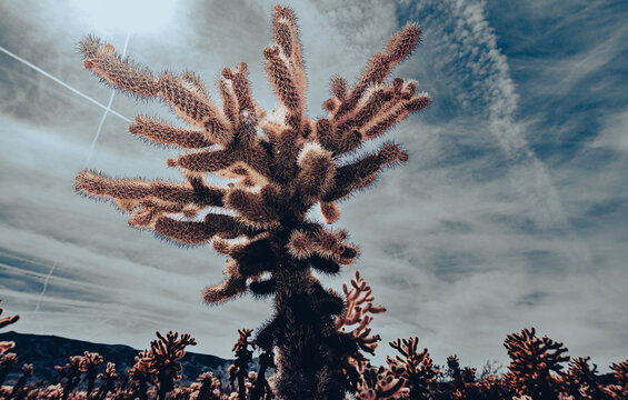 Backlit Cholla Cactus Against Dramatic Desert Sky, Low Angle Southwest Nature
