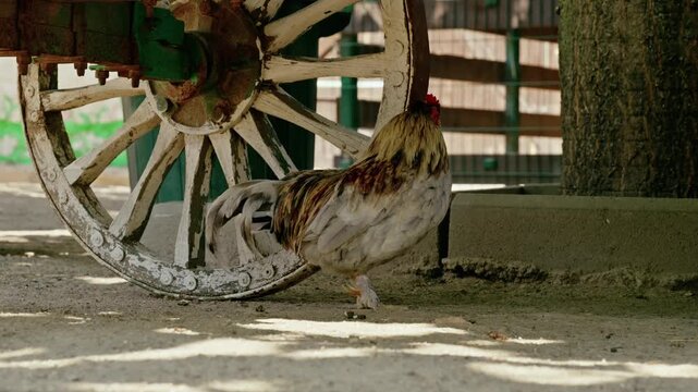 Beautiful roosters and hens resting in the shade near a rustic vintage wagon wheel on a sunny farmyard.