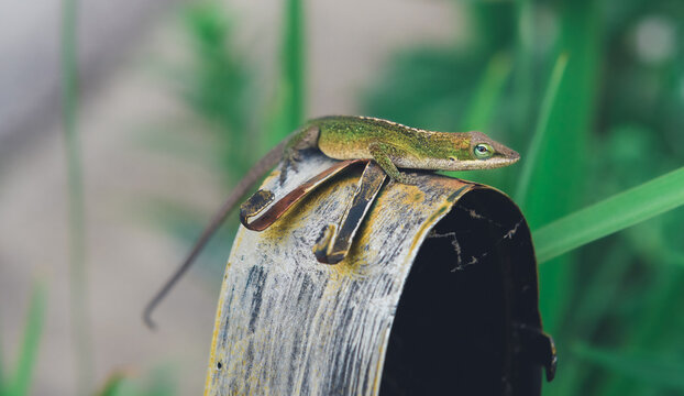 Green Anole Lizard Perched on Weathered Plant Stalk with Green Bokeh, Reptile Close Up