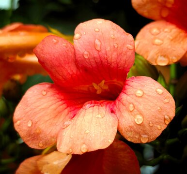 Campsis, flower (also known as tecoma or bignonia),Himalayas,Manali