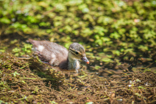 A fluffy Mandarin duckling paddling through water covered in duckweeds in the Wendover Canal in Buckinghamshire, England