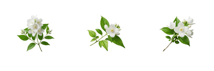 Fototapeta premium White Jasmine Flower Clipart Set Botanical Blossom Branch Green Leaves Floral PNG Overlays Spring Garden Wedding Invitation Background Decor Vector Design