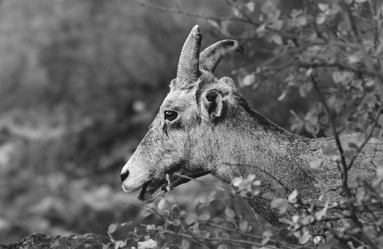 Bighorn Sheep Profile in Black and White Amid Desert Brush, Monochrome Wildlife Portrait