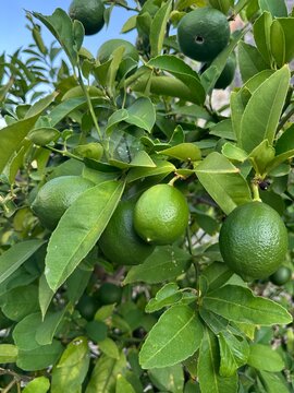 fruit, tree, nature, citrus, lemon, lime, leaf, food, branch, agriculture, healthy, leaves, plant, fresh, tropical, closeup, organic, ripe, health, walnut, green, garden, vitamin, natural, juice, oran