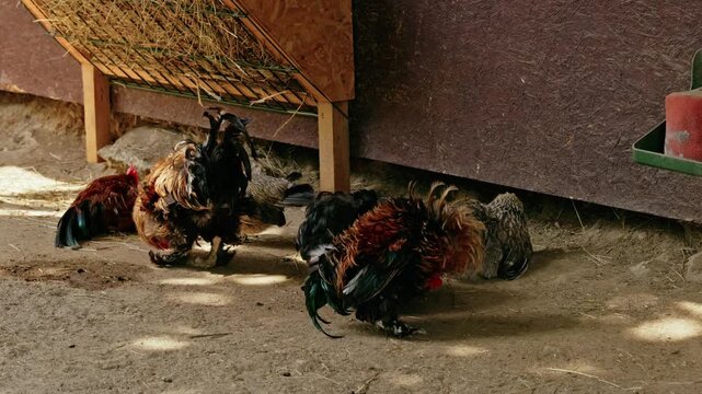 Beautiful roosters and hens resting in the shade near a rustic vintage wagon wheel on a sunny farmyard.