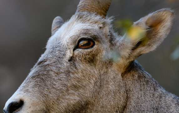 Desert Bighorn Sheep Close Up Portrait with Detailed Eye and Horn, Southwest Wildlife